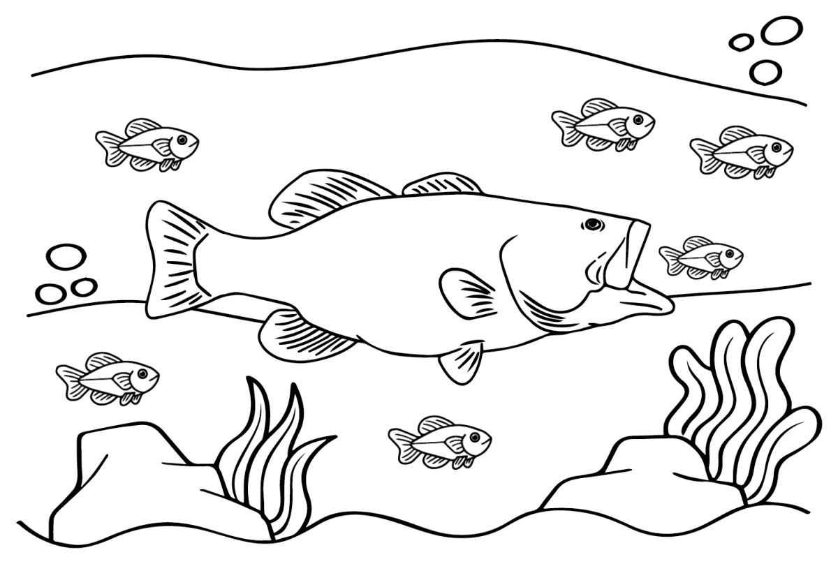 20 Bass Fish Coloring Pages - Basses Fish Catch Small Fish 1200x808 
