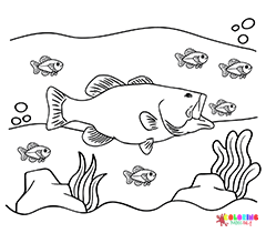 Bass Fish Coloring Pages