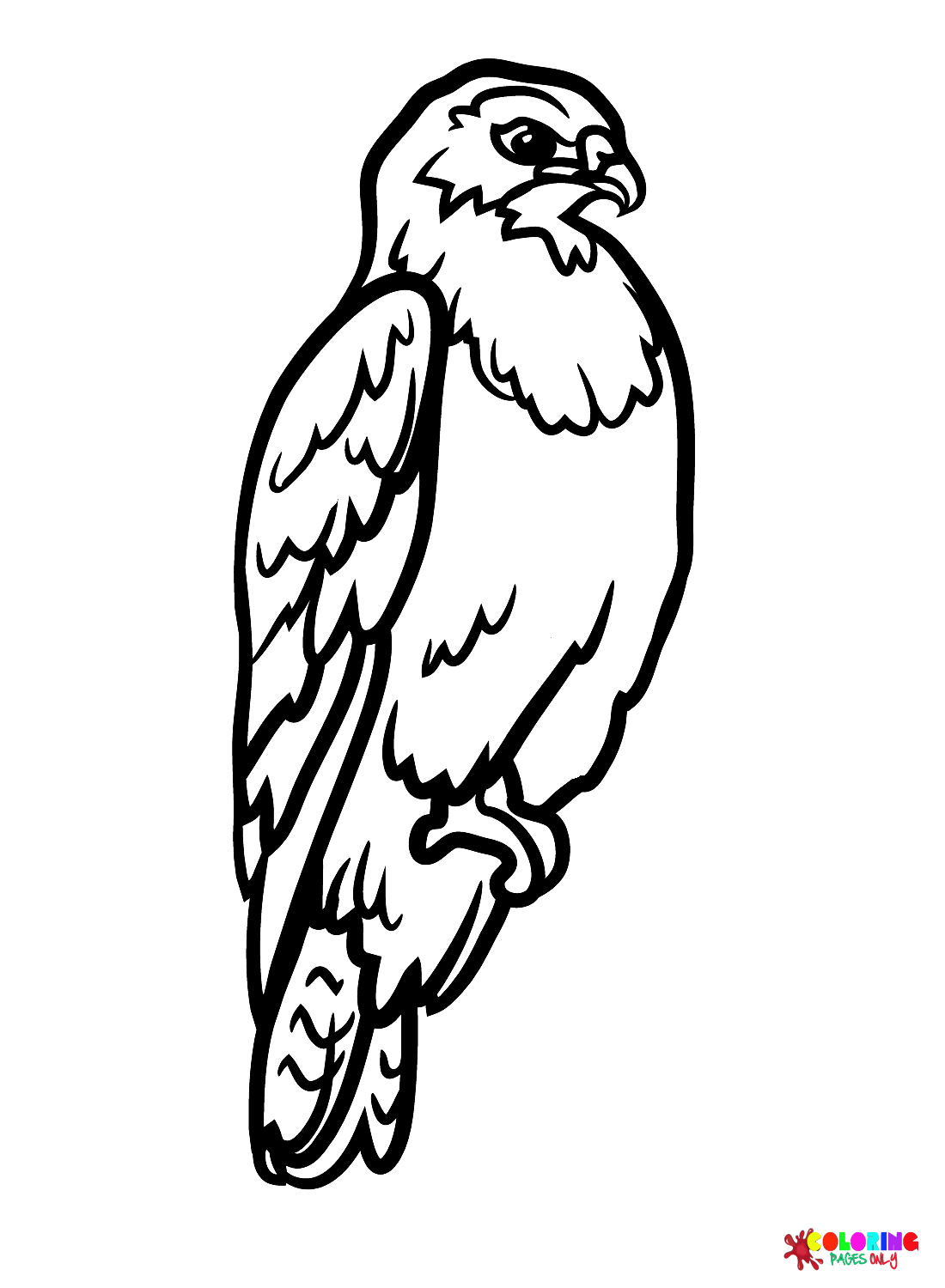Hermosos halcones de Hawks