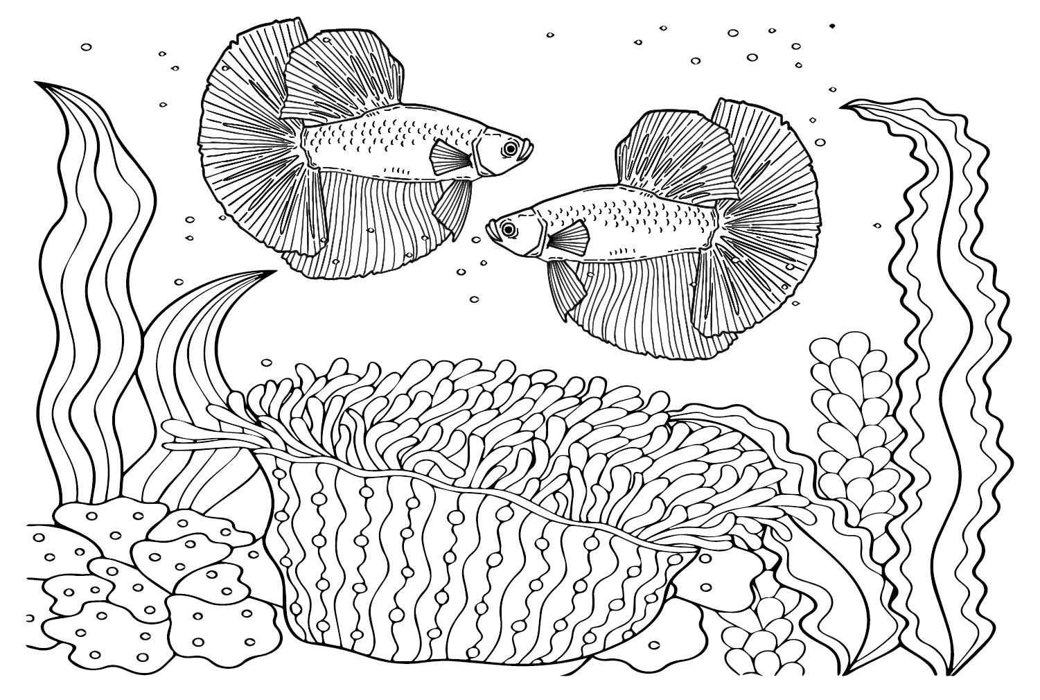 Betta Fish Printable Coloring Page - Free Printable Coloring Pages