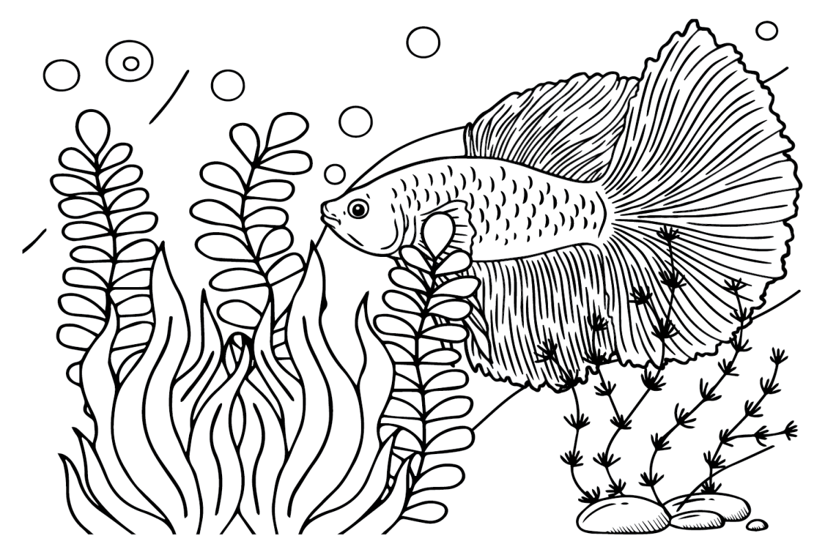 Betta Fish Coloring Page Elegant Betta Fish Coloring Pages Coloringbay ...