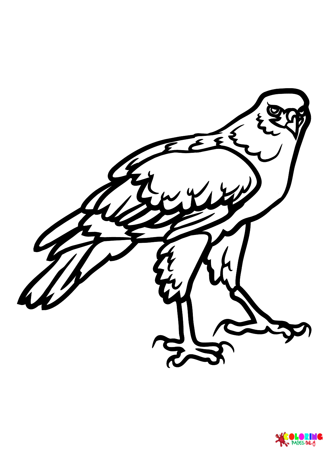 Faucon noir de Hawks