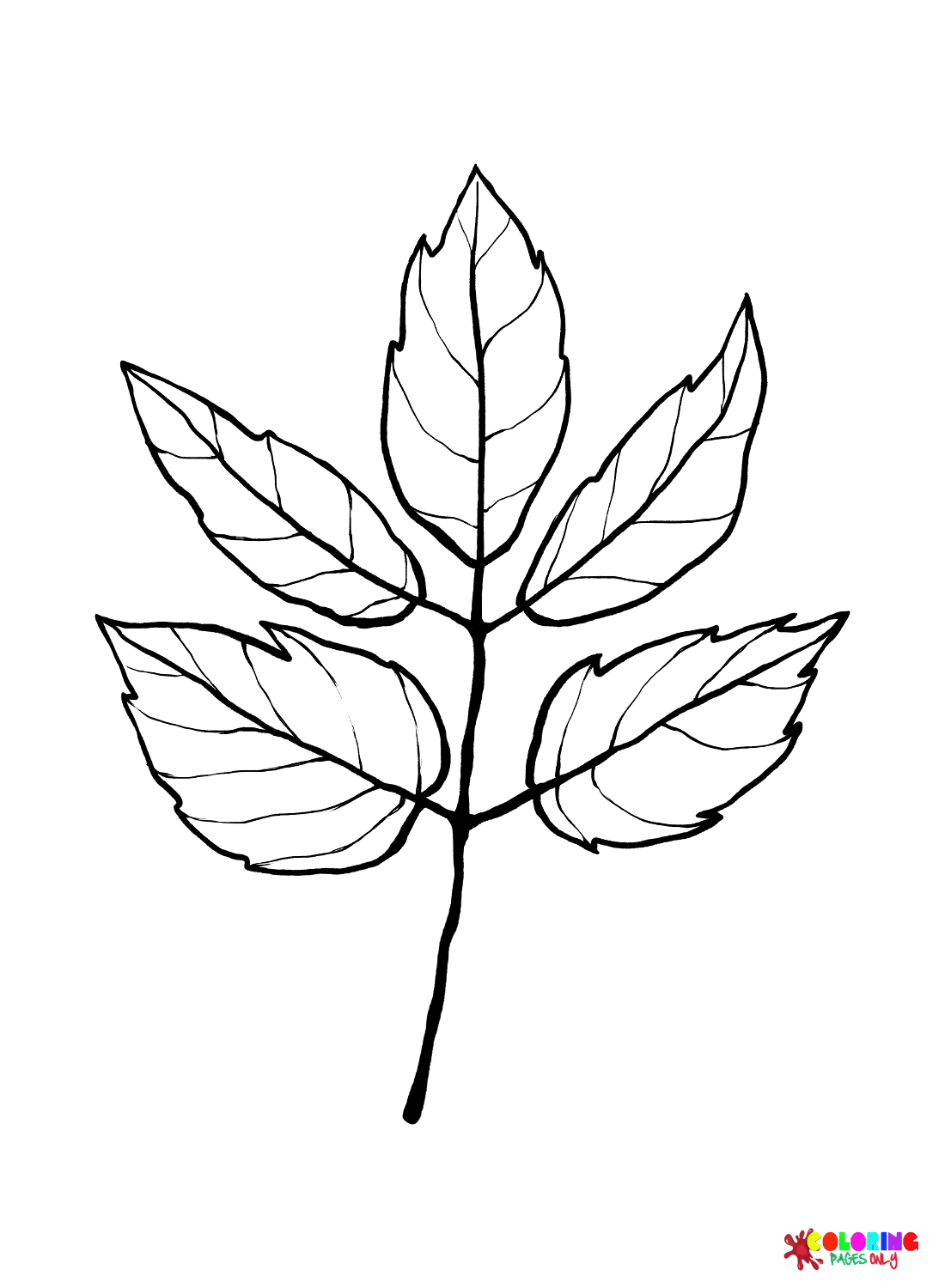 Раскраска Листья бузины