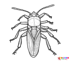 Cockroach Coloring Pages