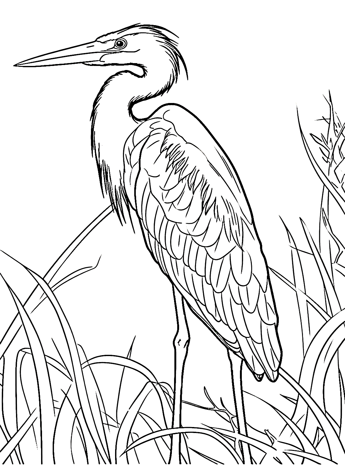 Bunter Reiher von Heron