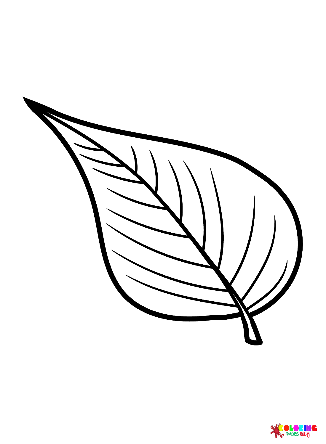 Foglia comune di bagolaro dalle foglie