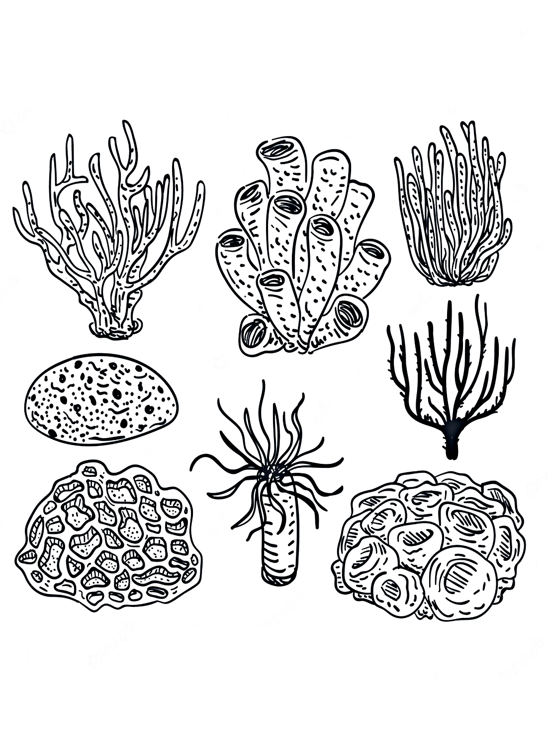 Página para colorir da coleção de corais