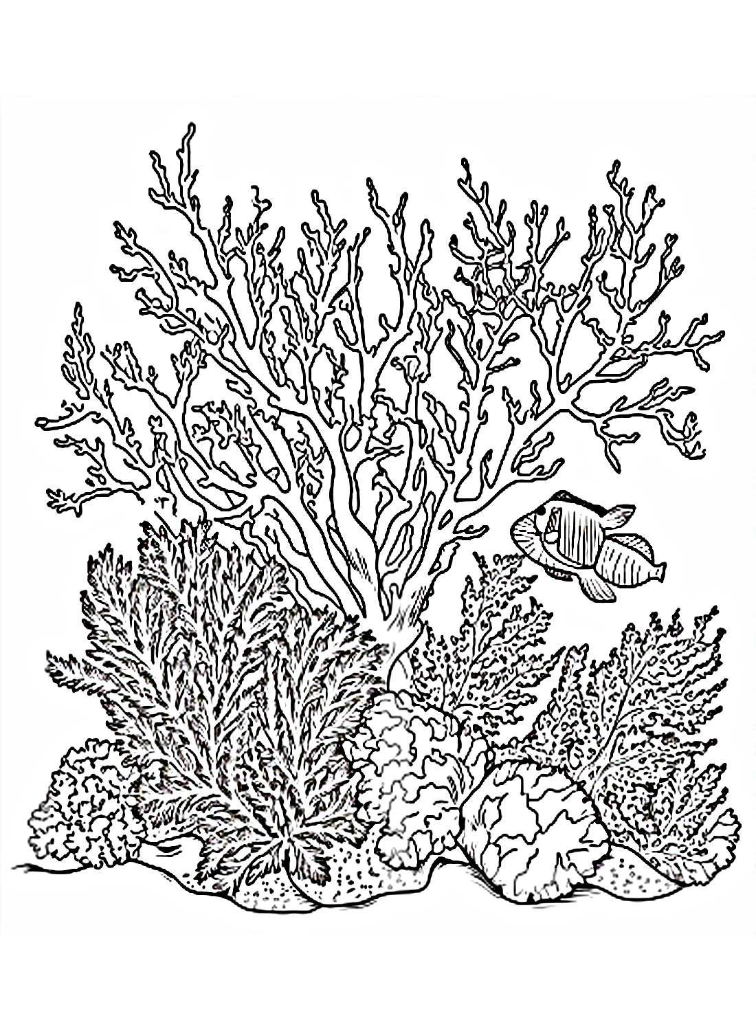 Pagina da colorare di corallo