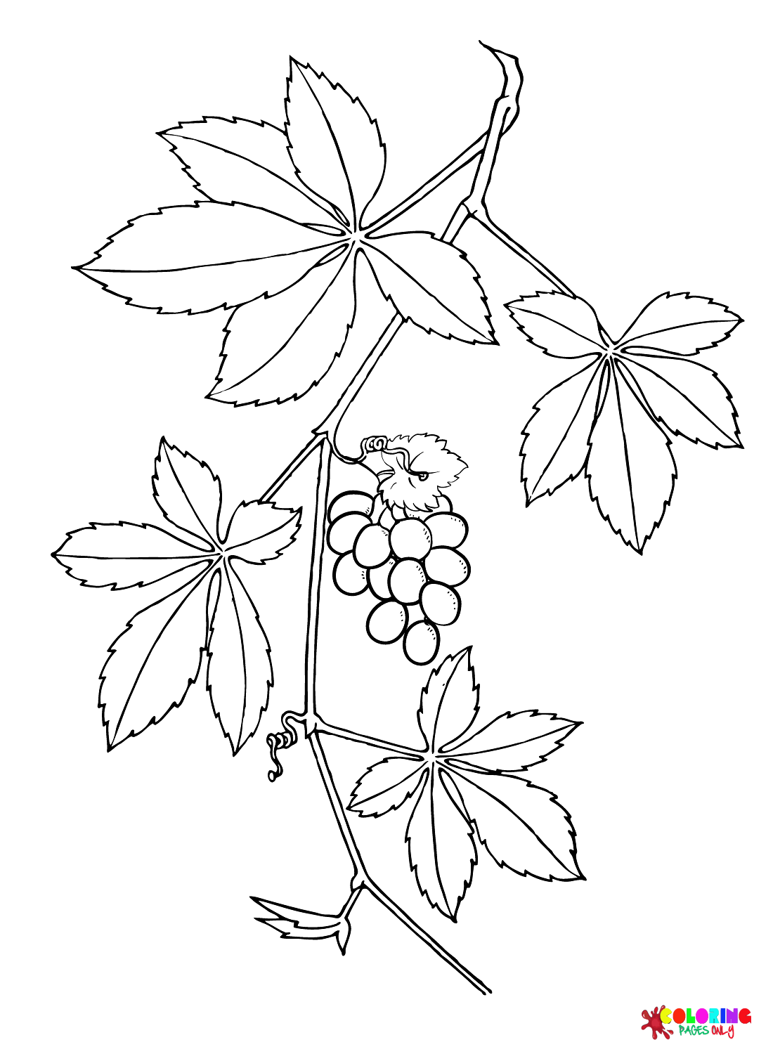 Página para colorir de folhas de uva trepadeira