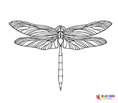 Damselfly Coloring Pages