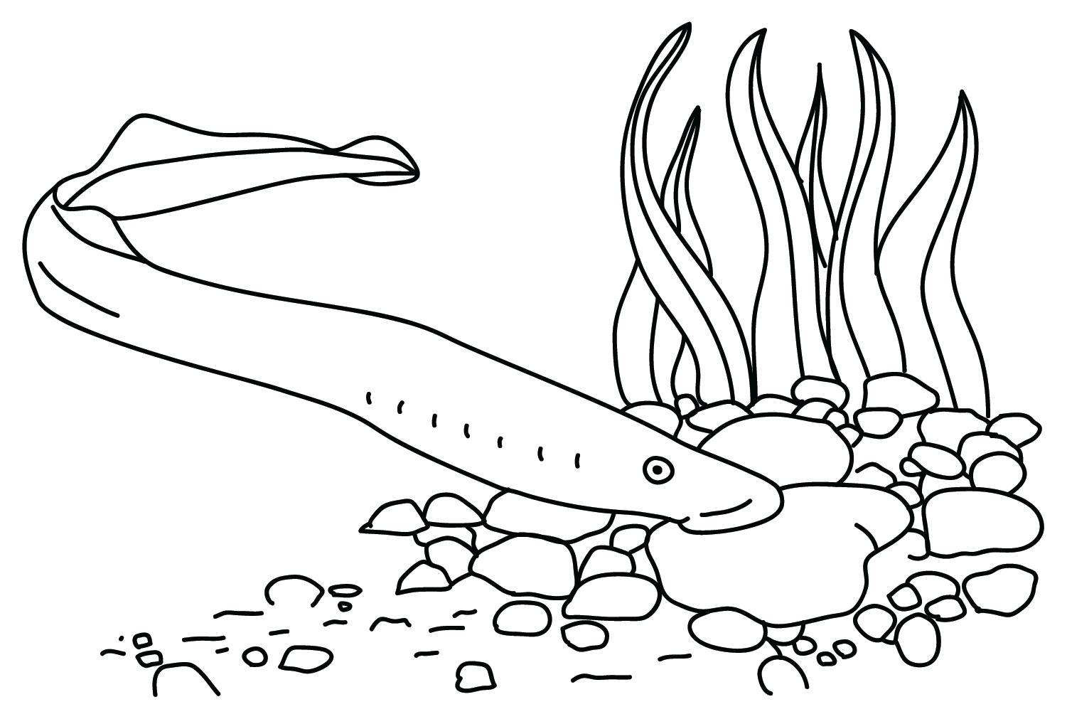 从七鳃鳗中绘制七鳃鳗