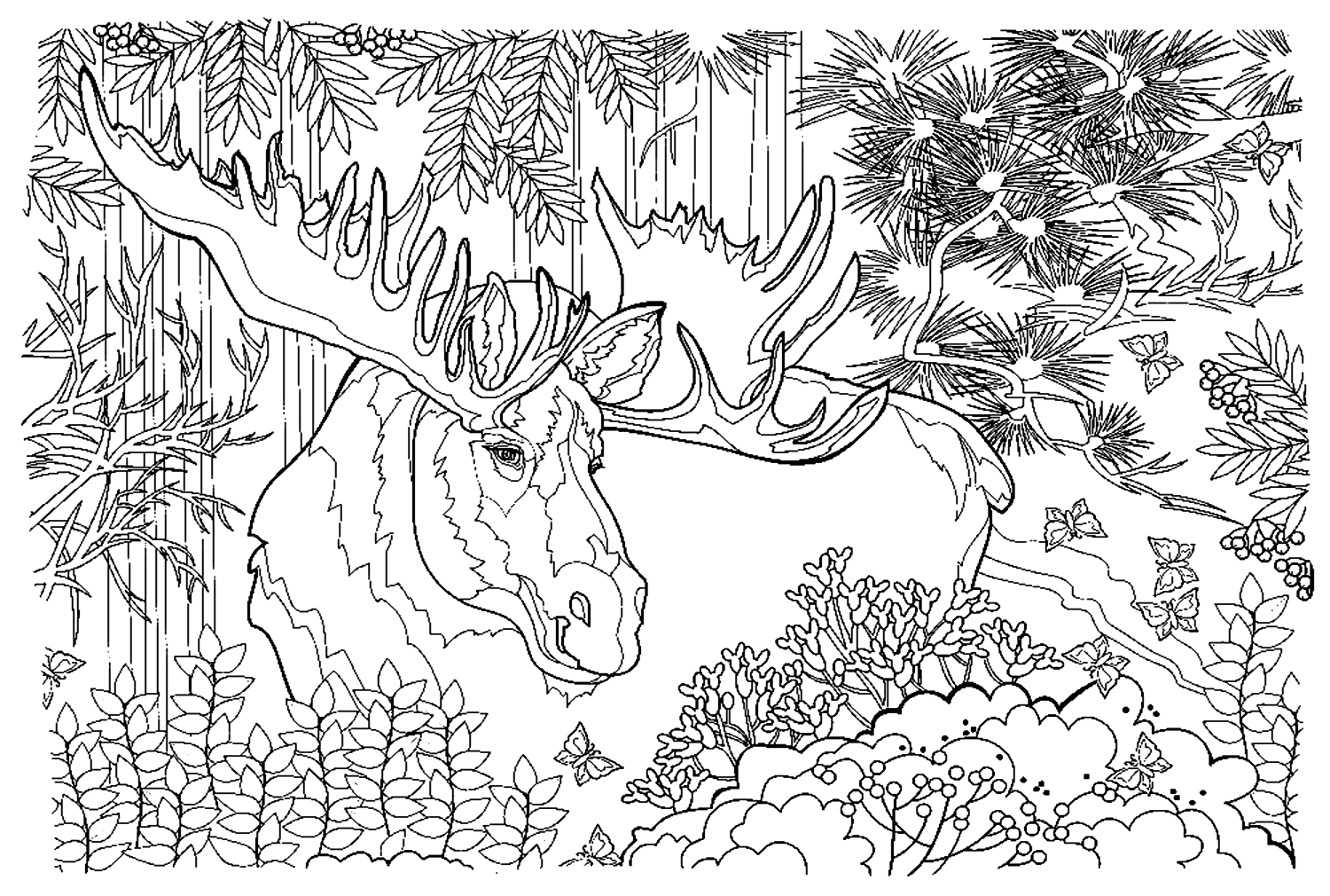 Alce con corna nella foresta from Elk
