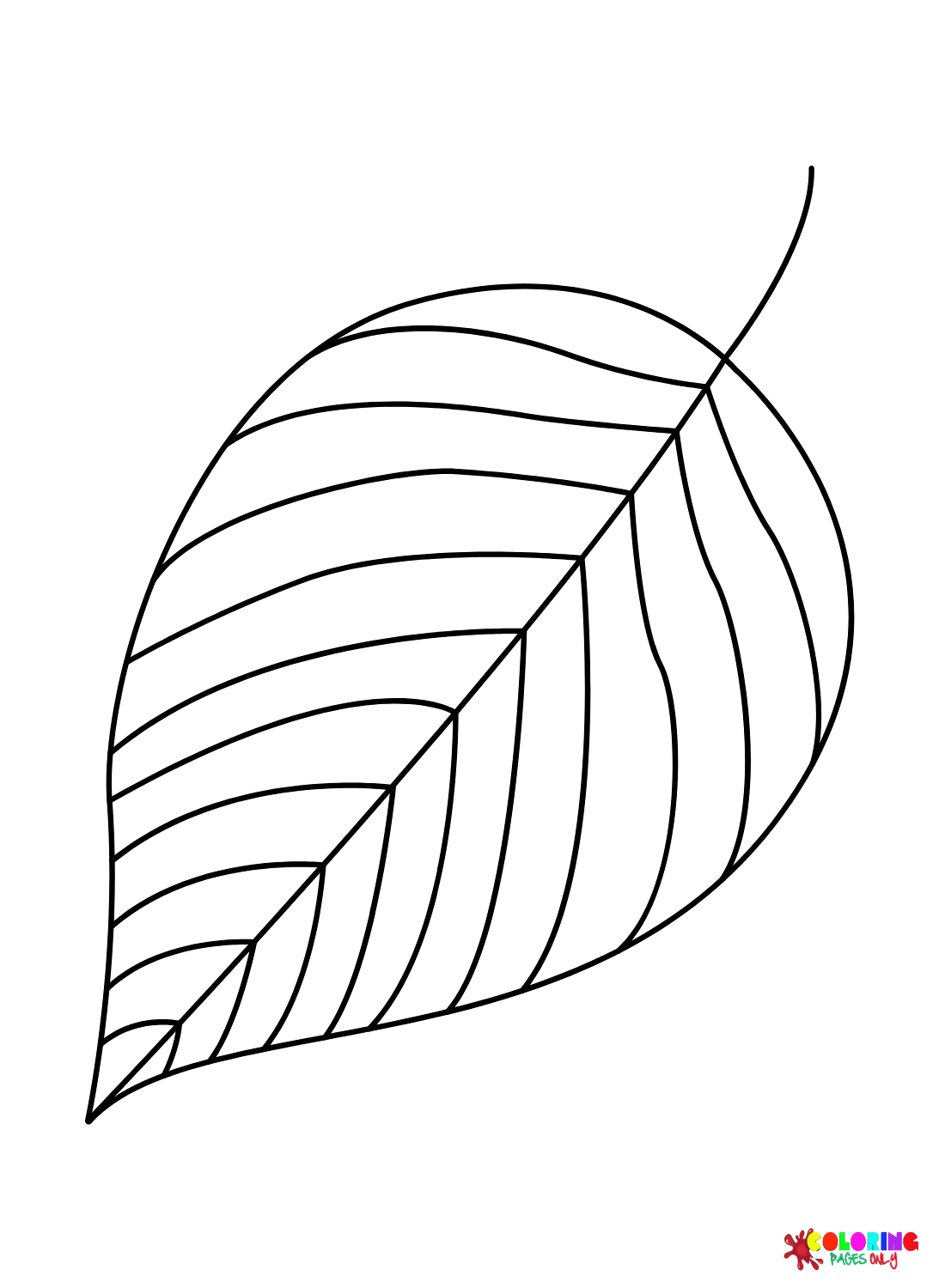 European Ash Leaf from Tree