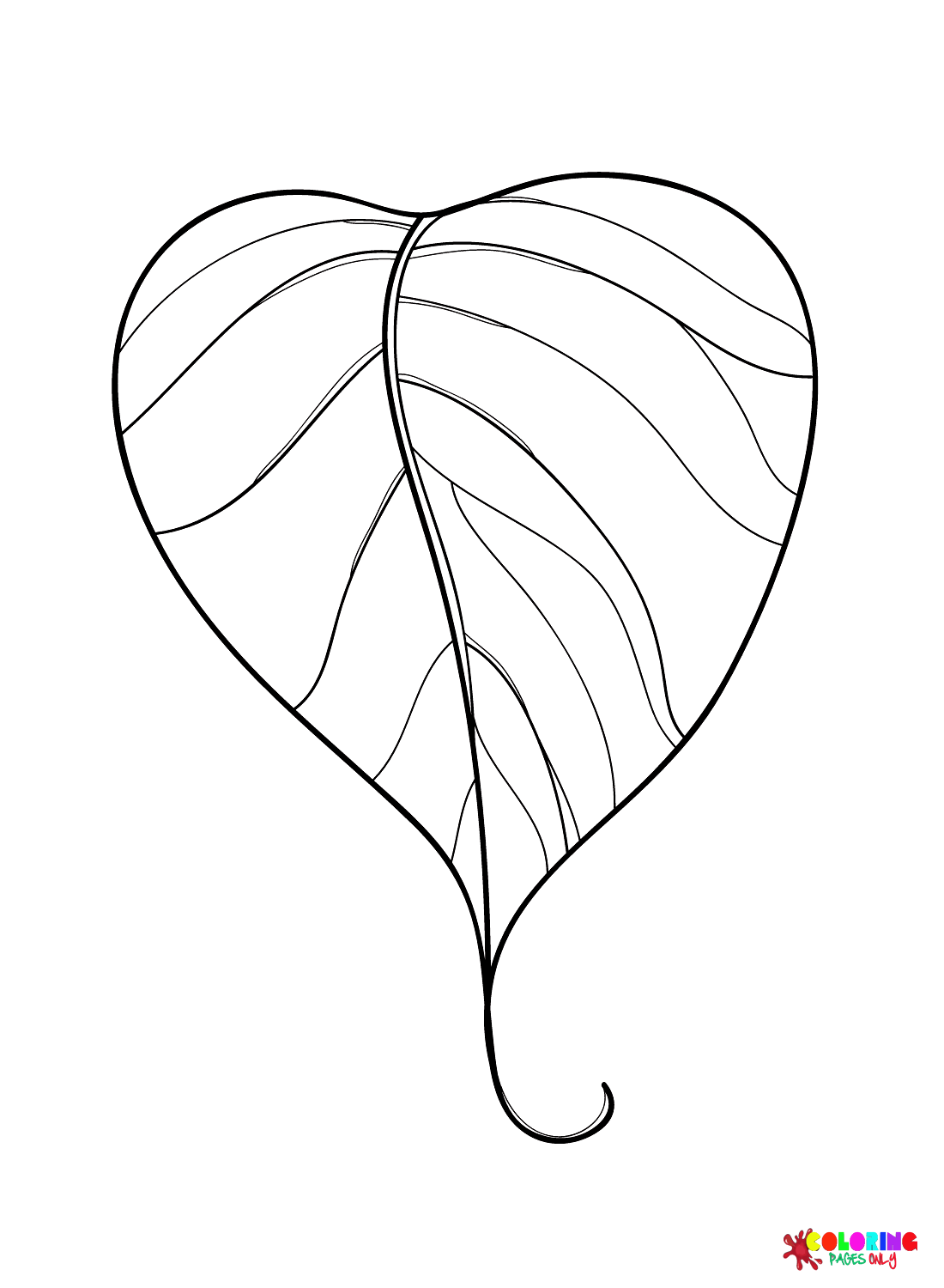 Ficus Leaf from Leaves