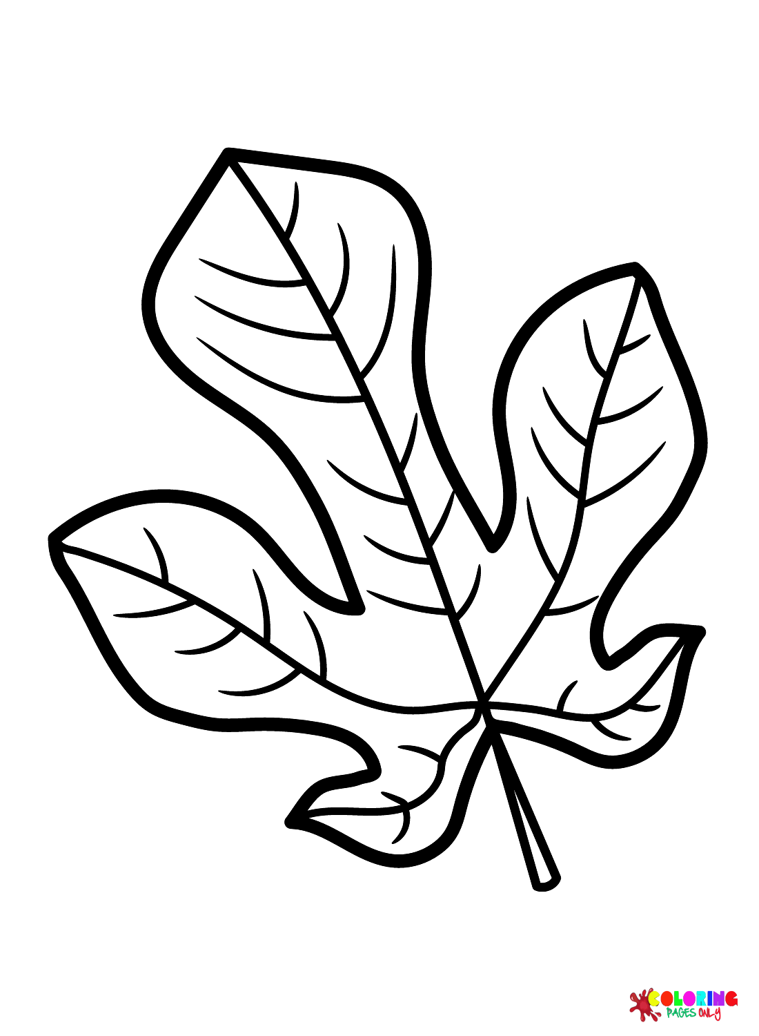 Fig Leaf from Leaves
