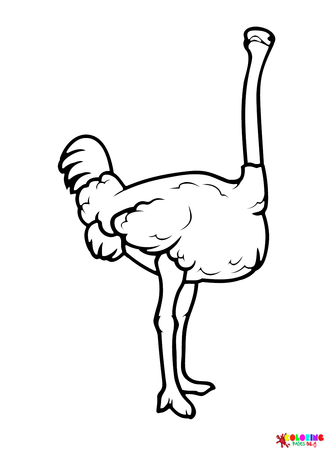 Free Ostrich Bird from Ostrich