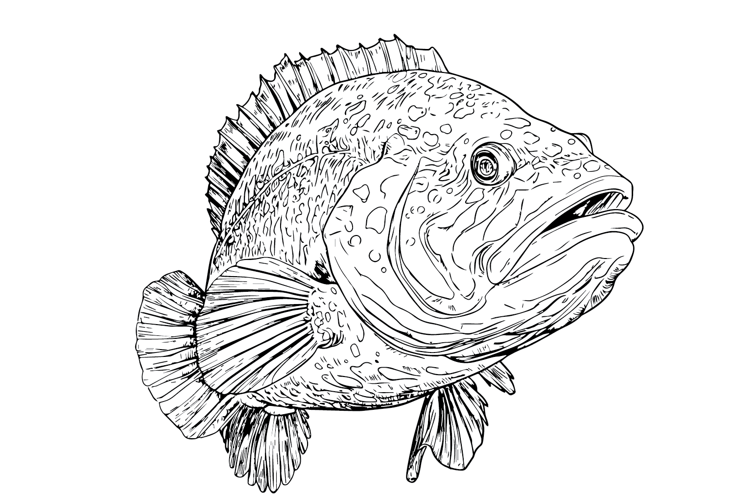 Giant Grouper Fish Coloring Page Free Printable Coloring Pages Giant Grouper Fish Coloring Page Free Printable Coloring Pages