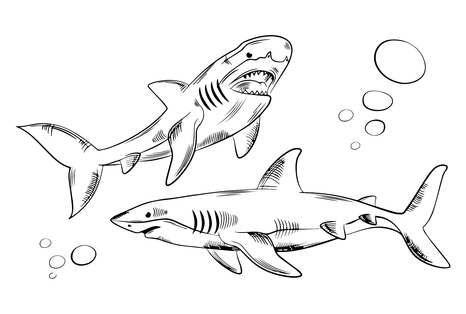 Gran tiburón blanco Dibujo de Gran tiburón blanco