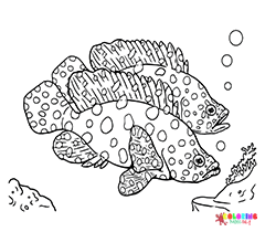 Grouper Coloring Pages