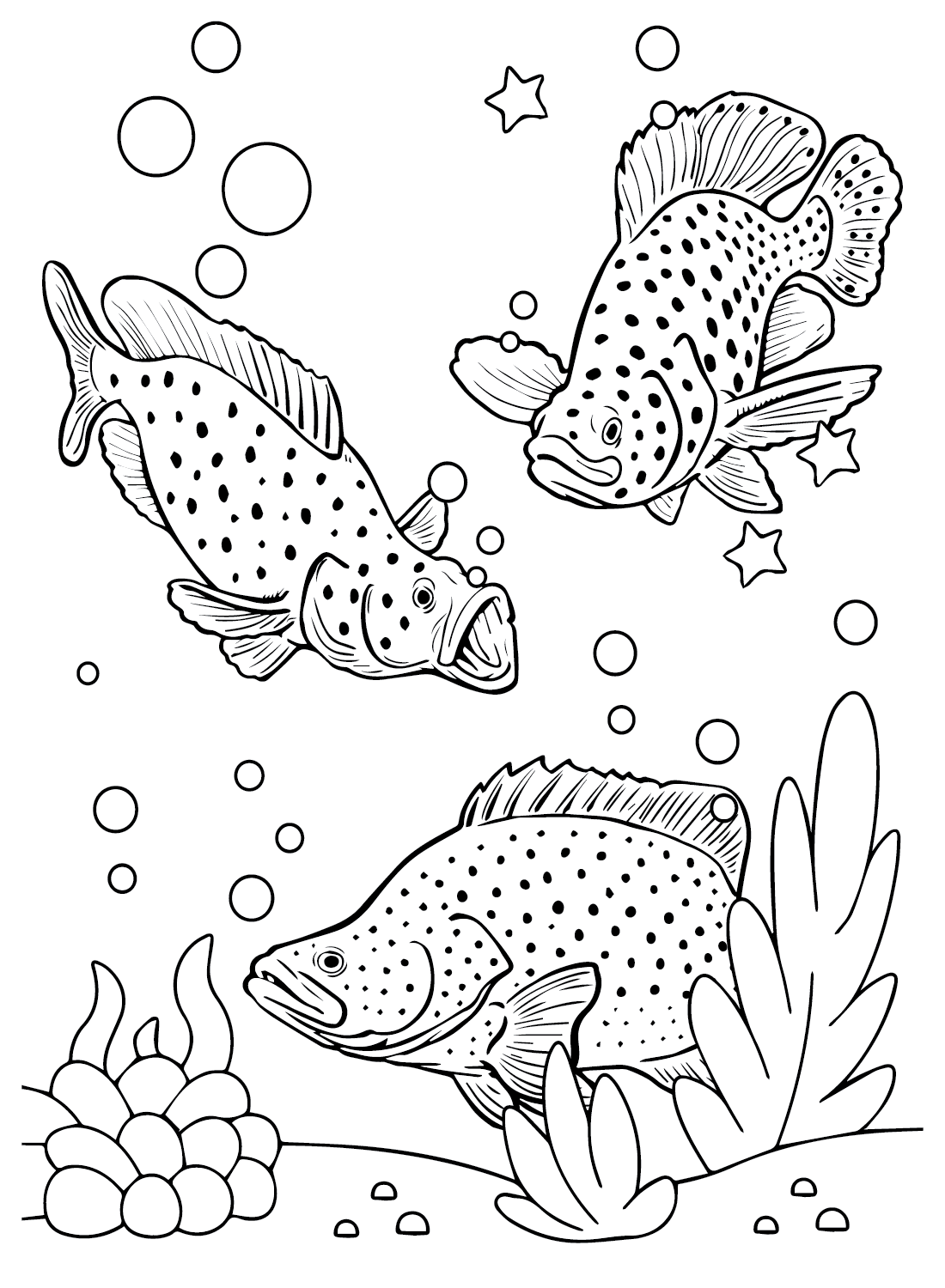 Groupers from Grouper