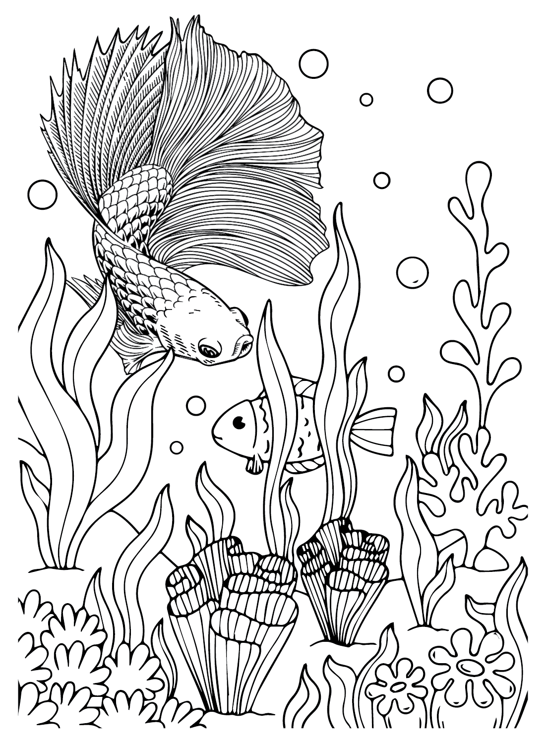Картинки петушковая рыбка от бойцовой рыбки