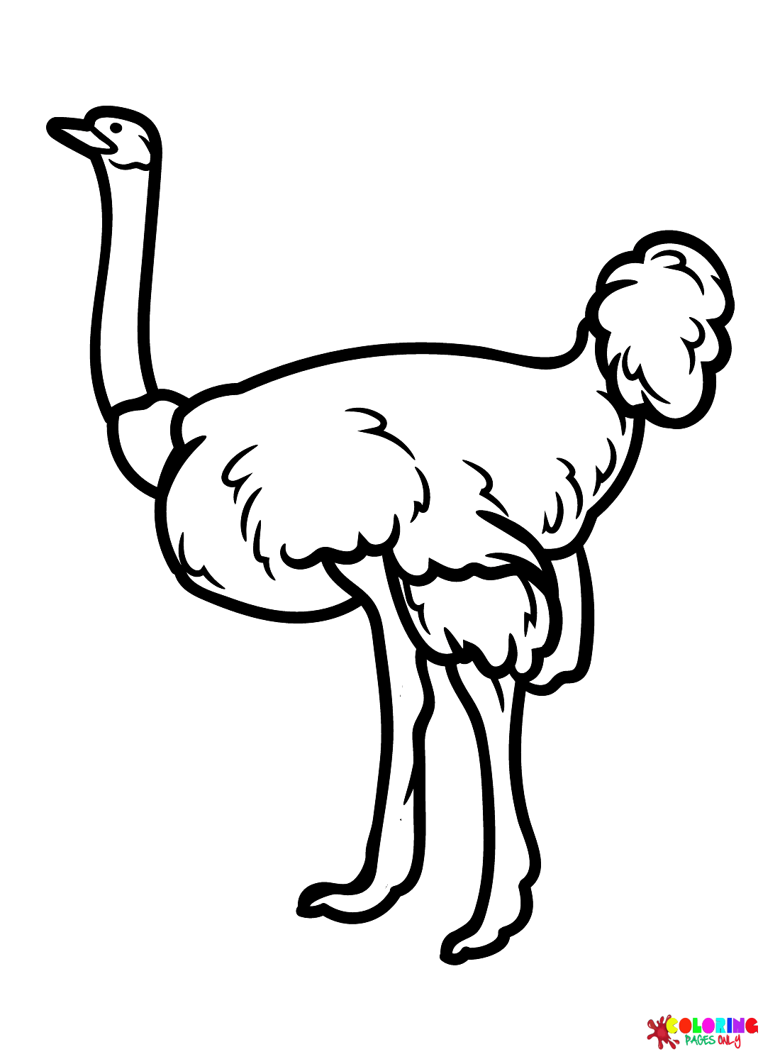 Images Ostrich from Ostrich