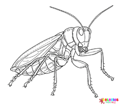 Locust Coloring Pages