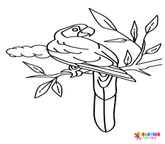Macaw Coloring Pages
