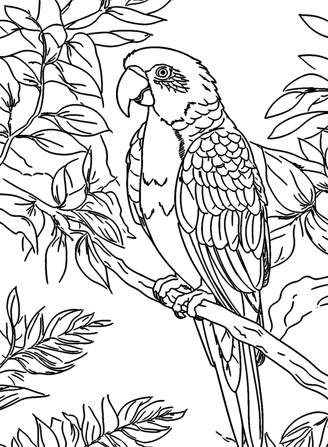 Ara sur une branche d'arbre de Macaw
