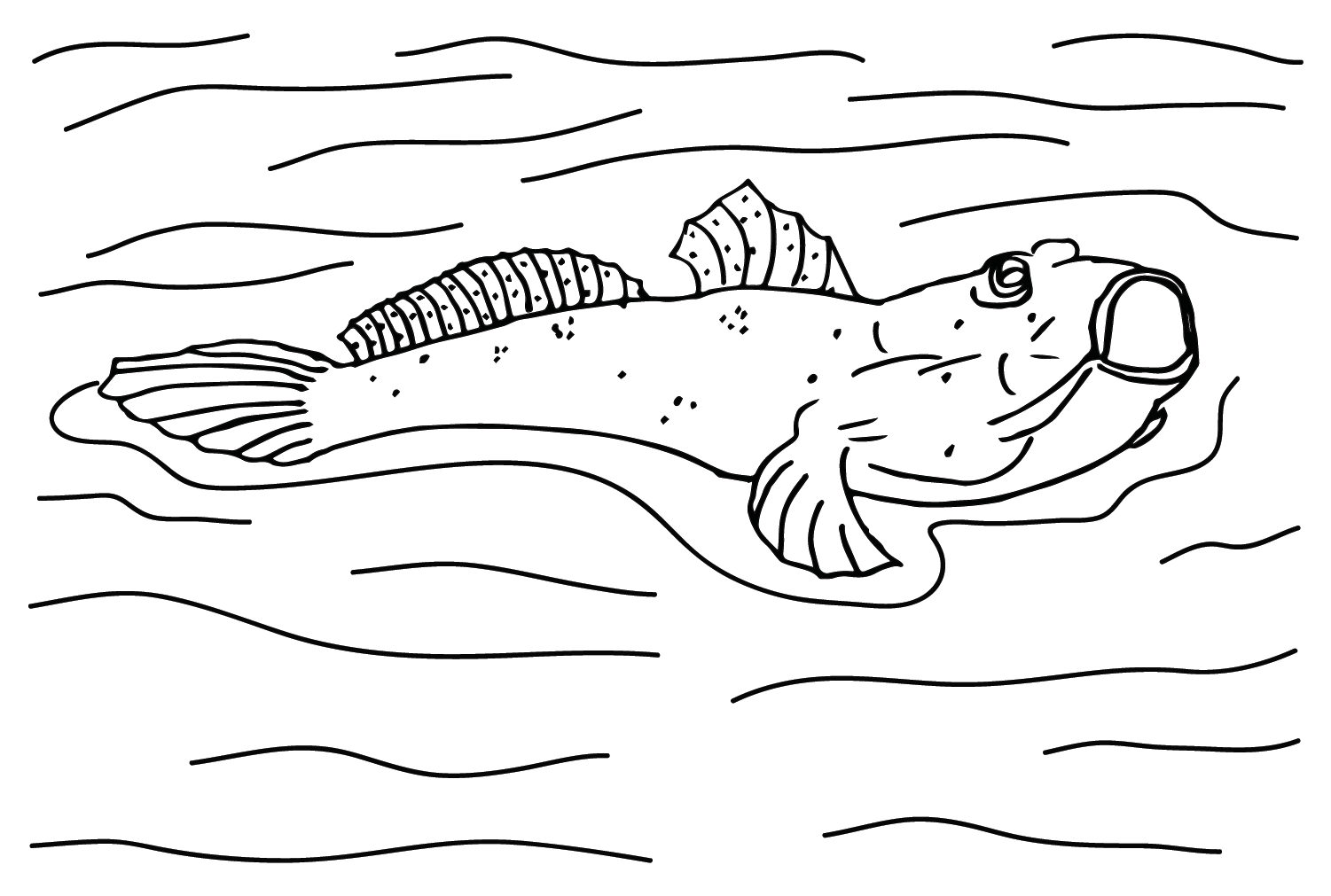 Desenho de Mudskipper de Mudskipper