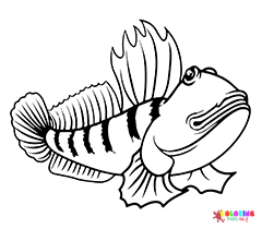Mudskipper Coloring Pages