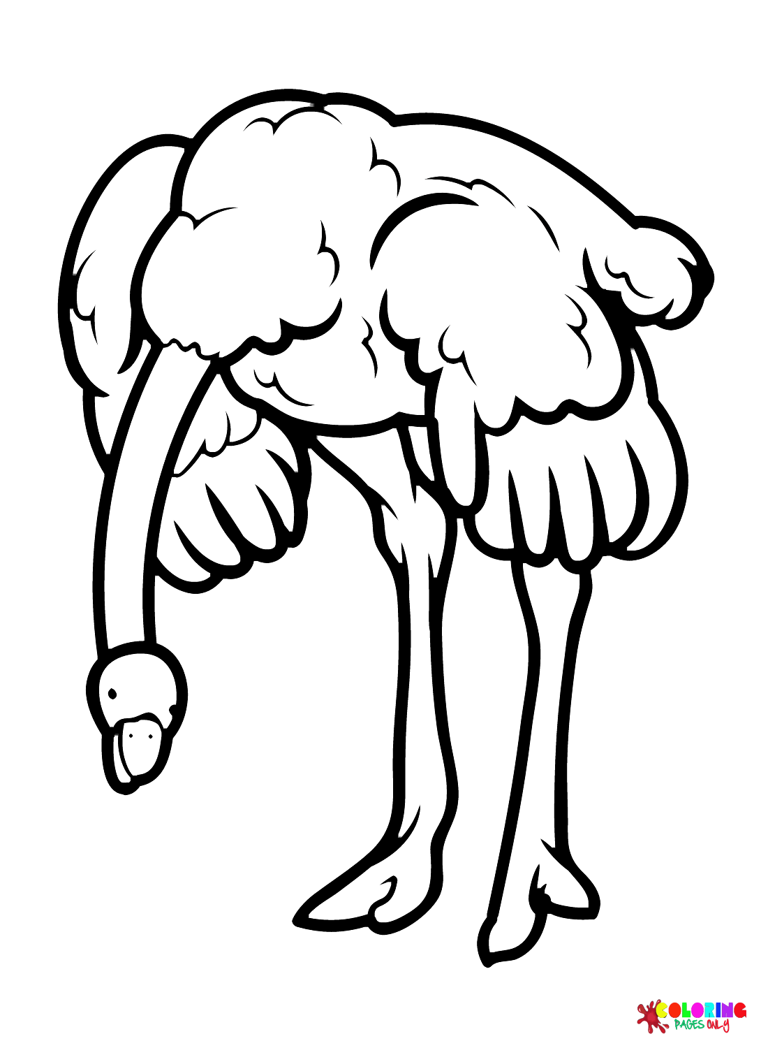Avestruz inclina la cabeza de avestruz