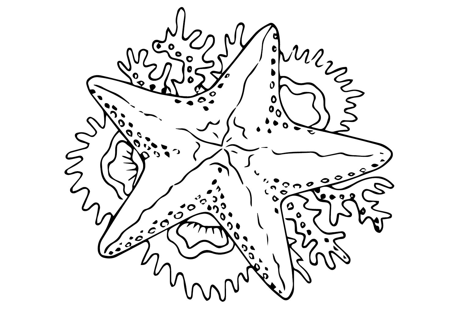 Fotos Estrella de mar de Starfish