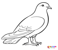 Pigeon Coloring Pages