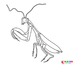 Praying mantis Coloring Pages