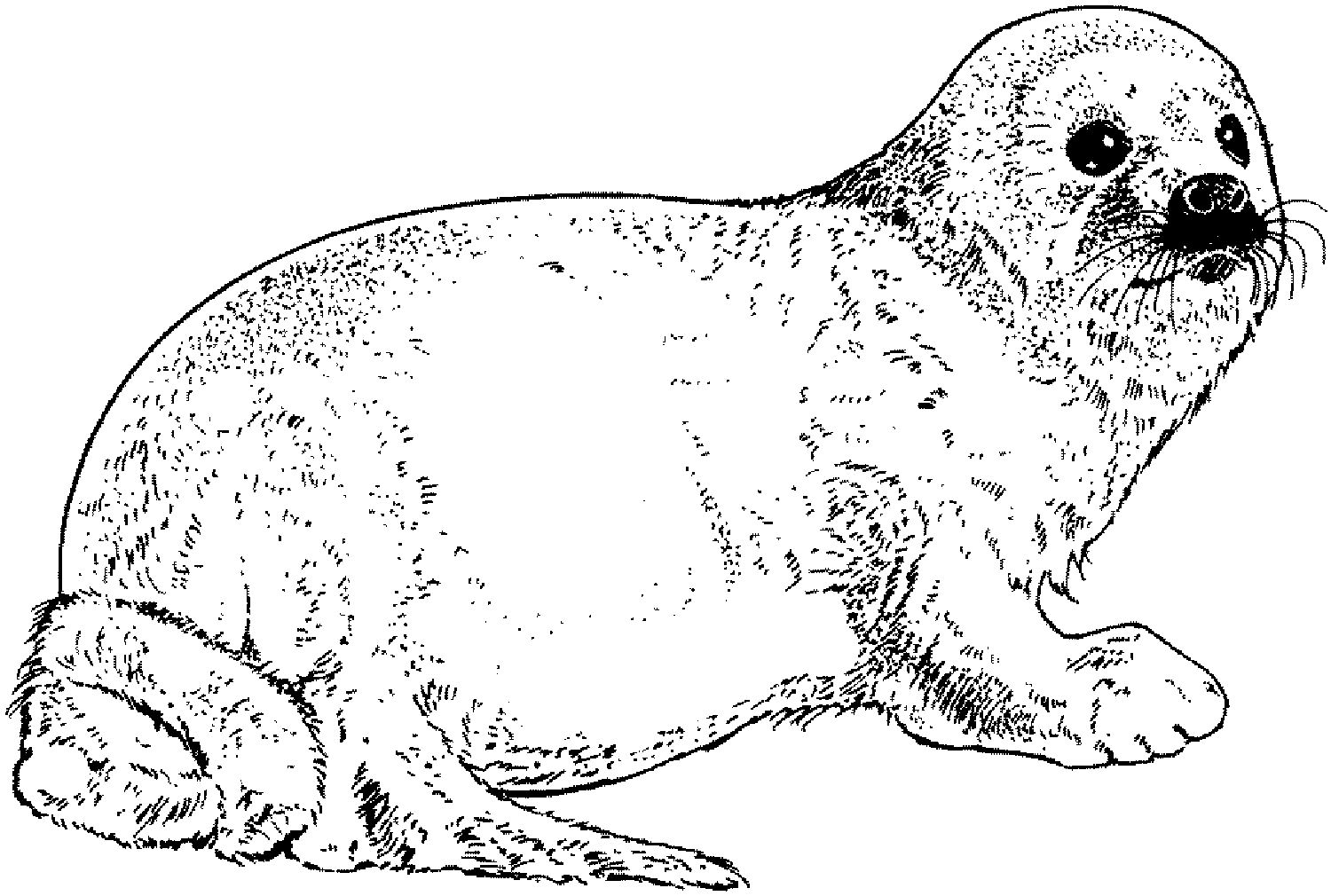 Realistisch zegel van Seal