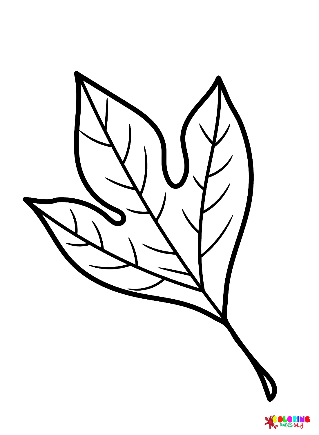 Página para colorir folha de sassafrás