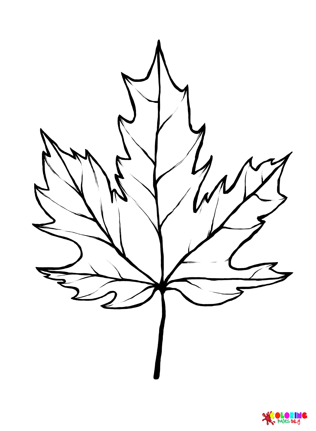 Sugar Maple Leaf from Leaves