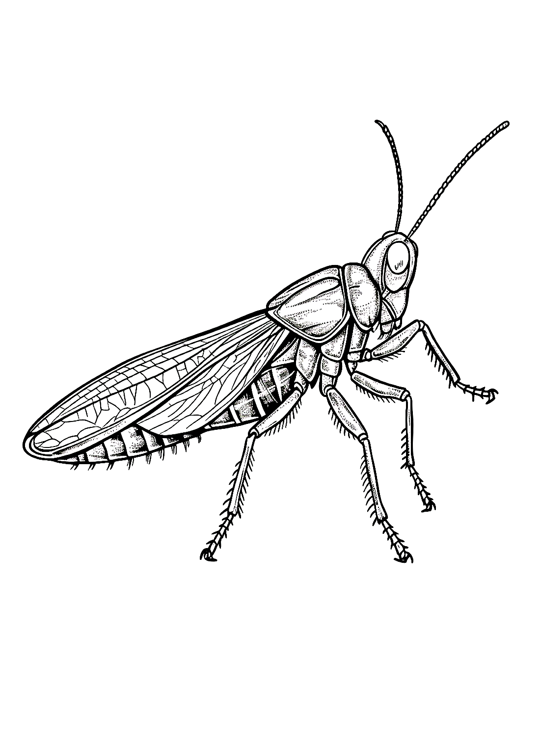 The simple Locust Coloring Pages
