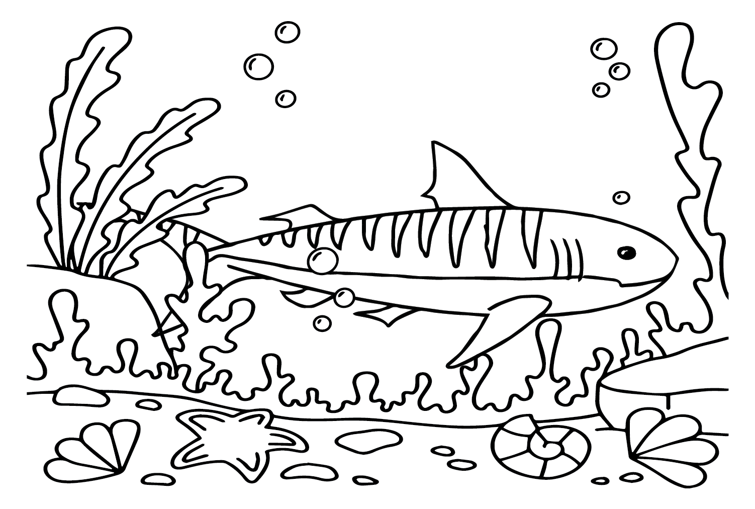 Sandtigerhai von Tiger Shark