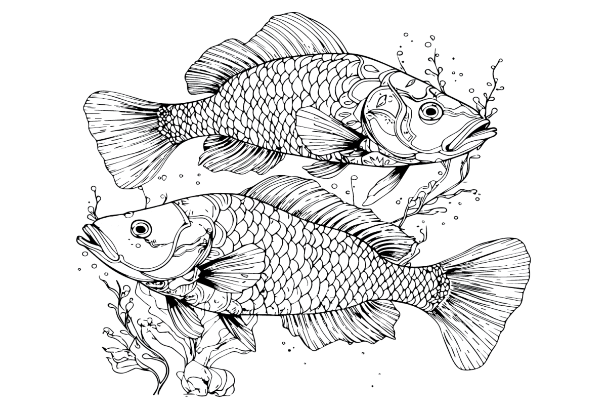 20 Bass Fish Coloring Pages - Two Basses Fish 1200x808 
