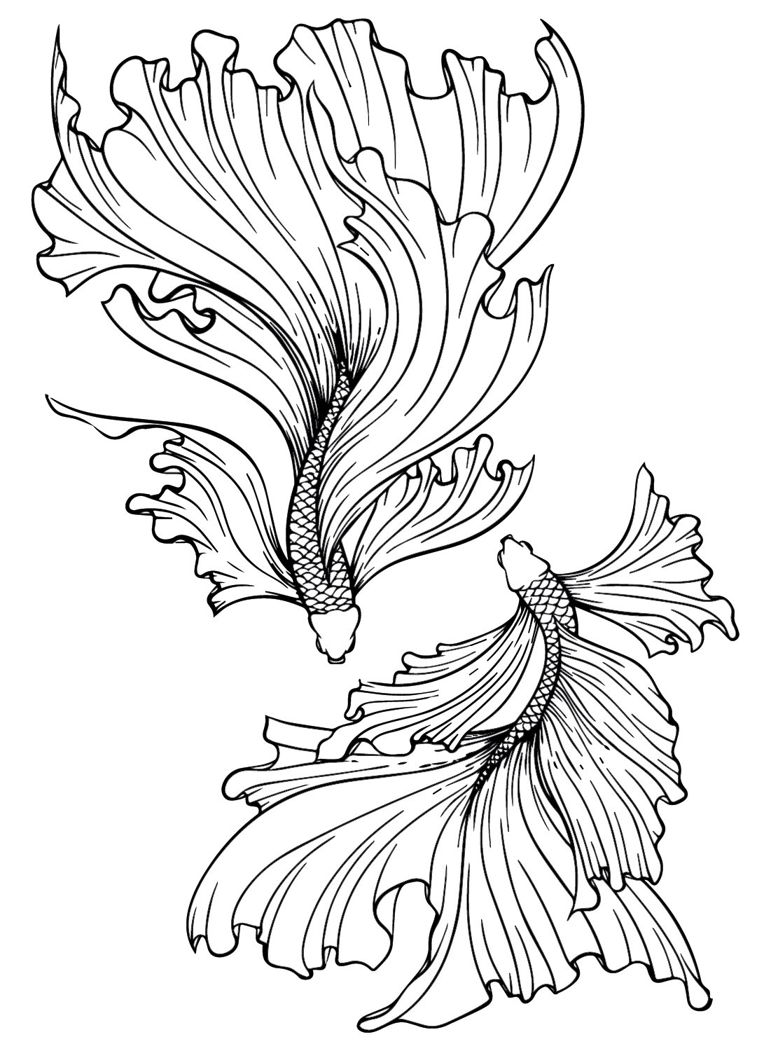 Two Betta Fish Coloring Page - Free Printable Coloring Pages