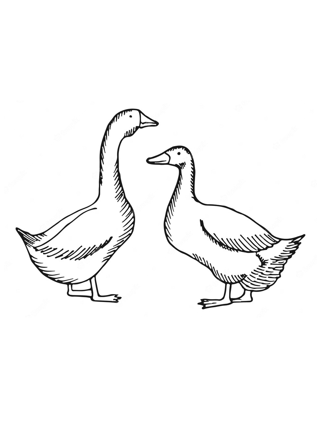 Twee ganzen van Goose
