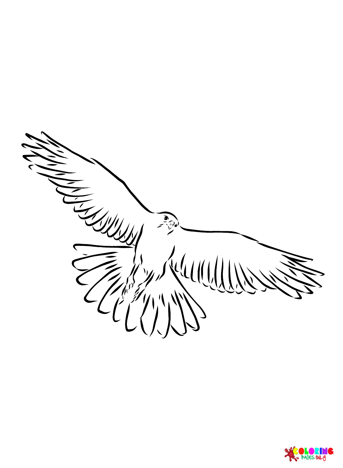 Weißer Falke von Hawks