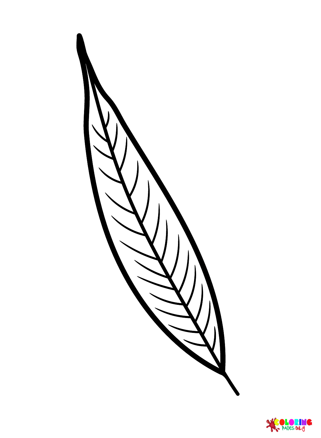 Willow Leaf from Tree