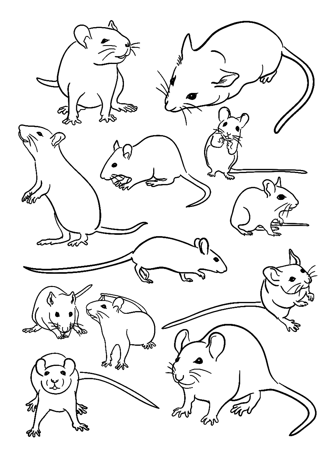 Крысиная чума от Rat