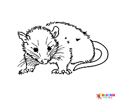 Rat Coloring Pages