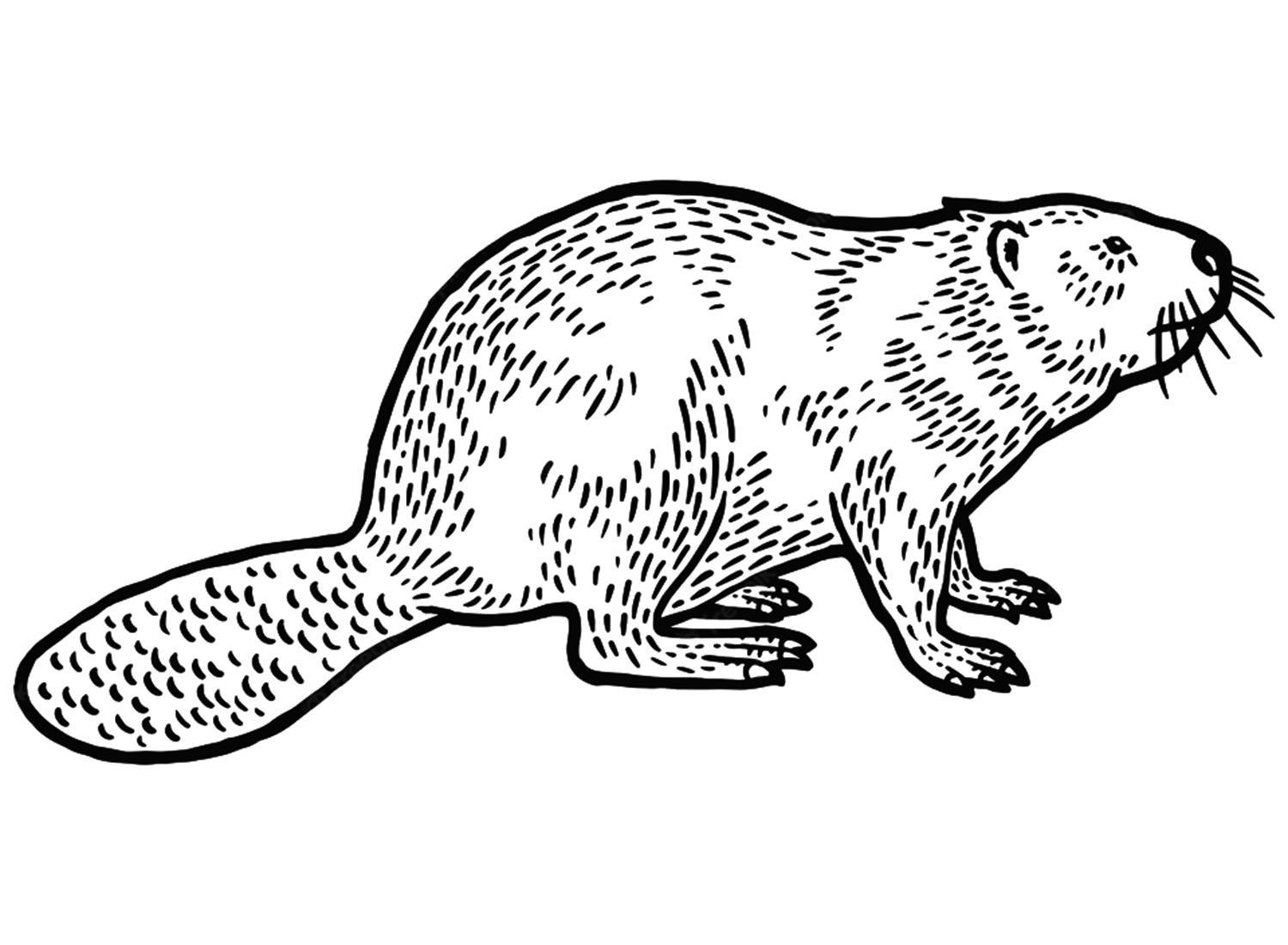 Rodent Beaver Mammal Coloring Page Free Printable Coloring Pages