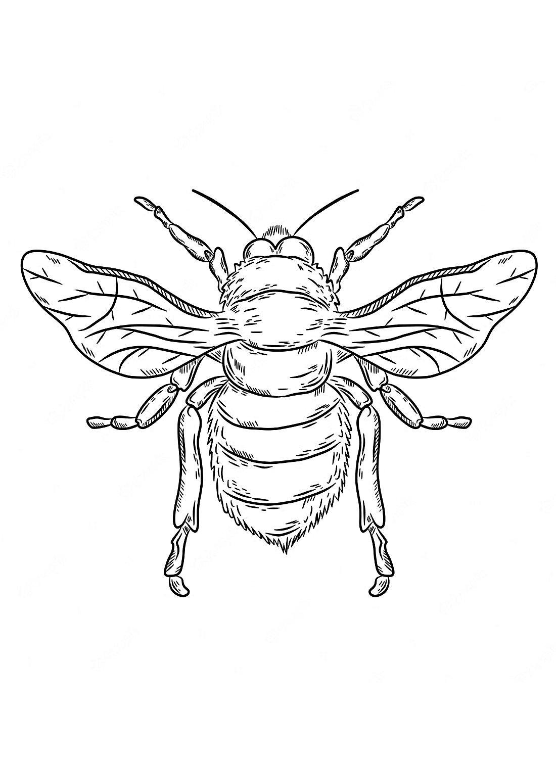 Een cicade van Cicada