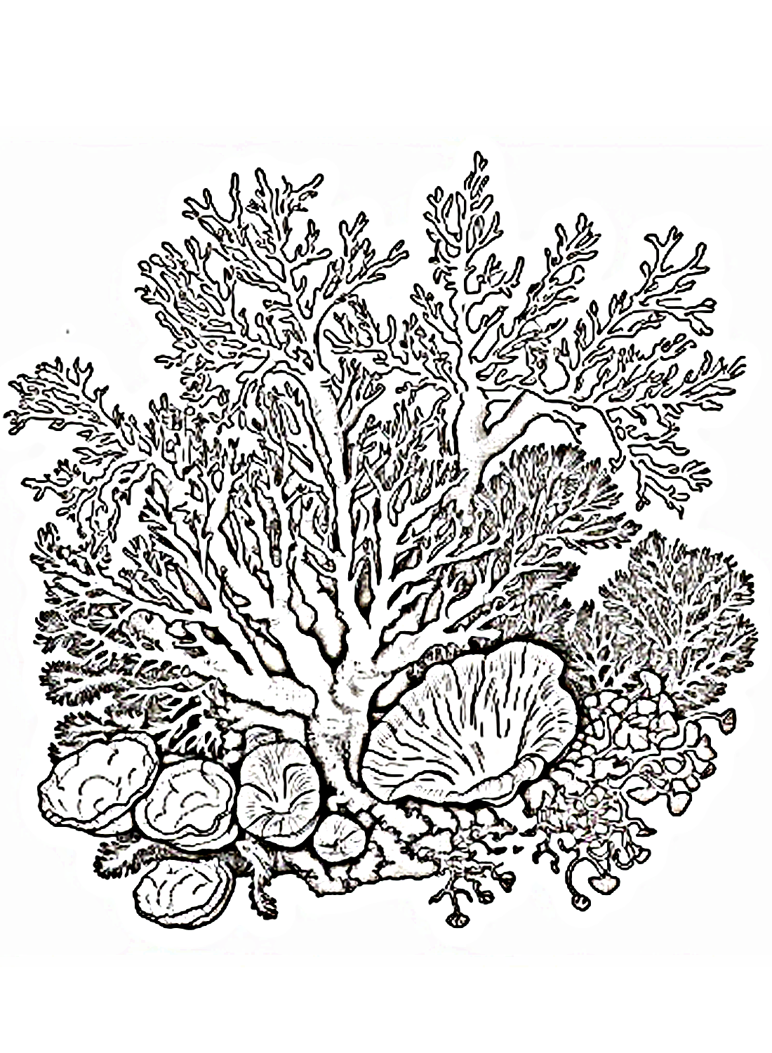 Free coral Coloring Page